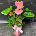 Pink Anthurium occasions Flowers